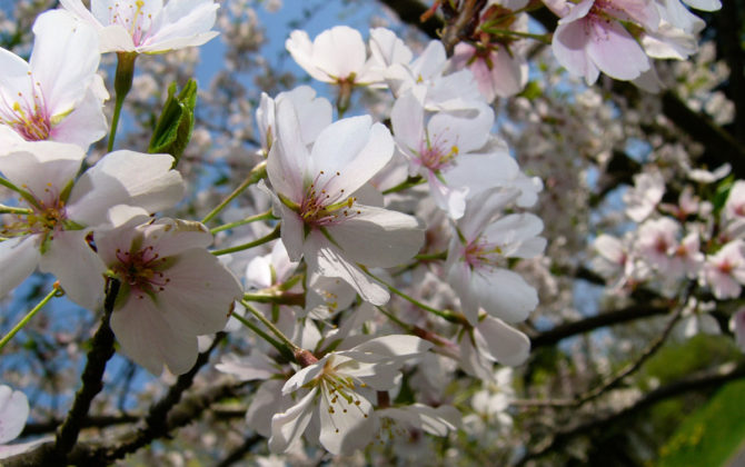 桜　季節のおすすめ　阪神フード