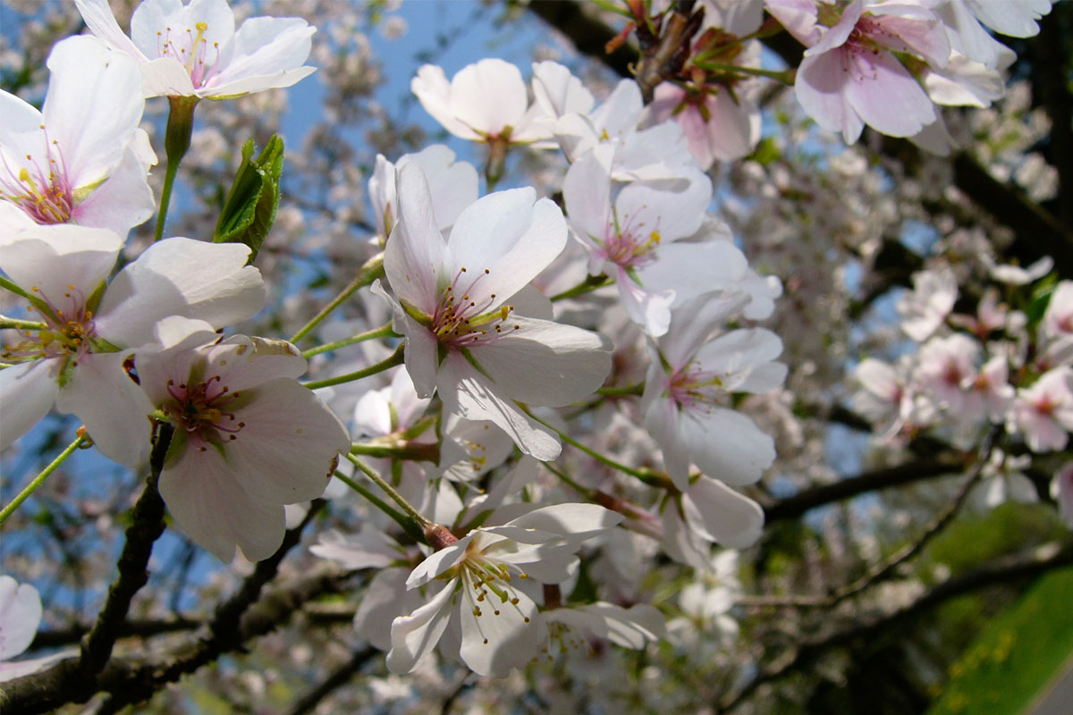 桜　季節のおすすめ　阪神フード